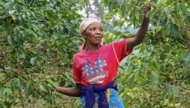 Climate change to push Ethiopian coffee farming uphill