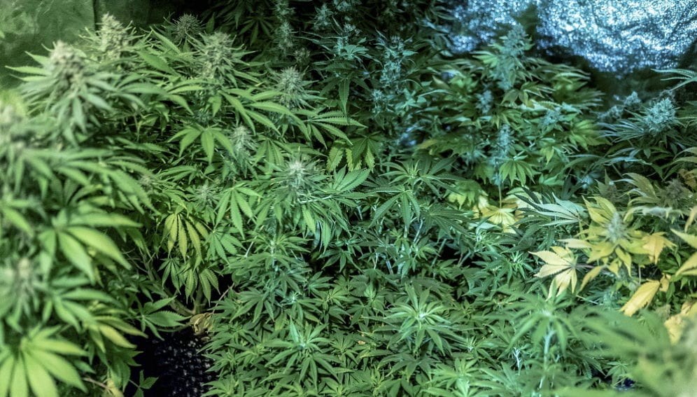 marihuana, plantacion by panos