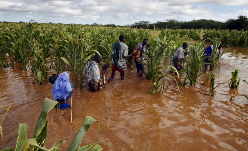 Men cross a flooded maize field