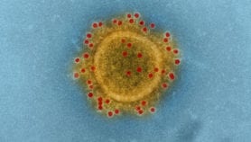 First MERS vaccine heads for human trials