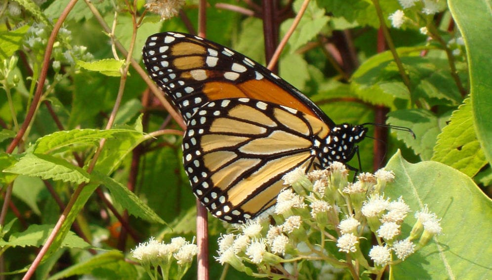 Monarch butterflySciDev.jpg