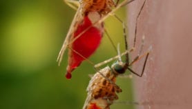 Web tool tracks insecticide-resistant malaria mosquitoes