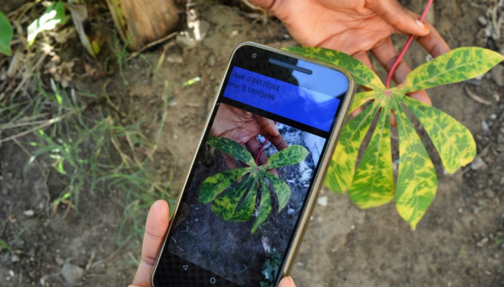 New mobile app diagnoses crop disease in the field
