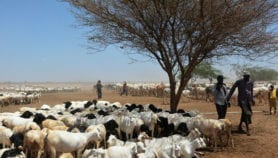 Vet care for nomad livestock