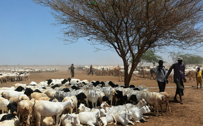 nomad herders kenya.jpg