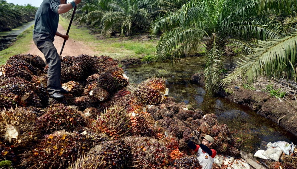 Palm farmers panos.jpg