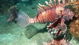 Lionfish invasion an ‘unprecedented threat’