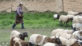 Misguided environmental policy uproots Tibetan nomads