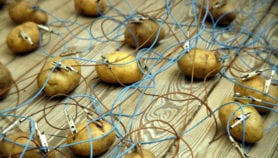 Potato battery could help meet rural energy needs