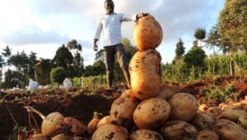 How S&T and finance together boost Africa’s agriculture