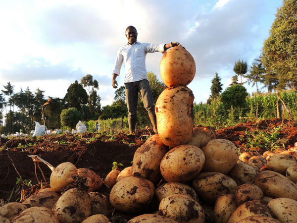 Potato Harvesting in Kenya 2015