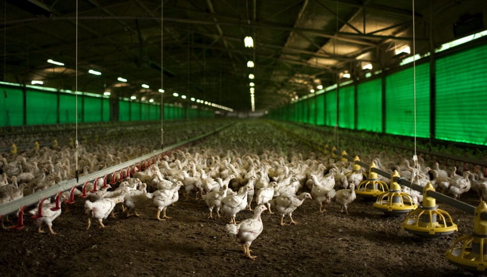 poultry farm by panos