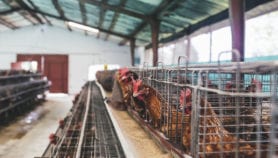 India’s poultry industry adds to drug resistance