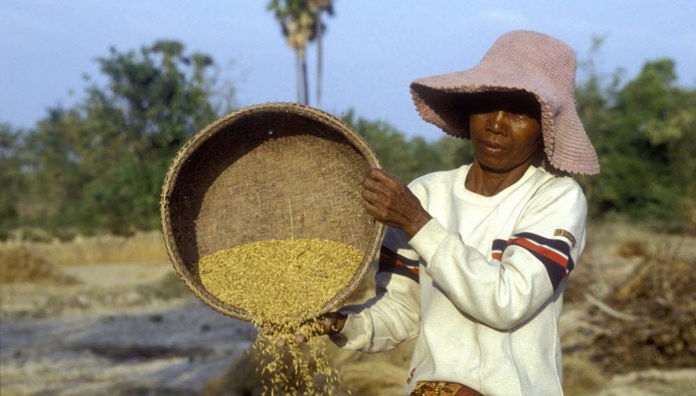rice_farmer_Mark_Henley_panos