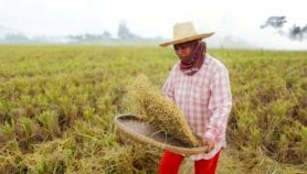 Hotter nights may cause rice yields to fall