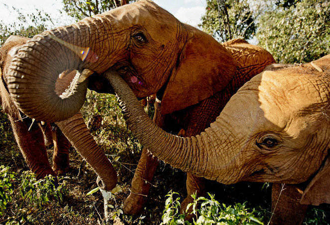 Elephant poaching africa