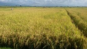 Tanzanian rice swells yield from salty soil