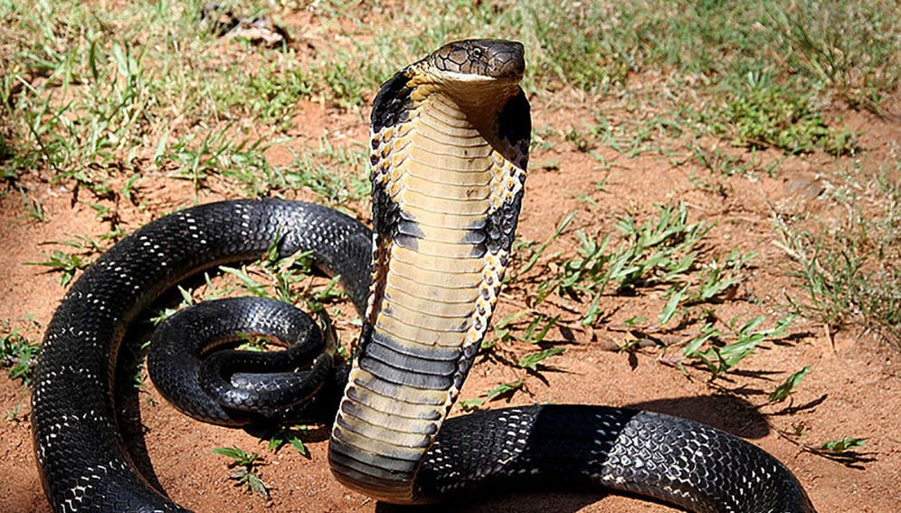 Snakebite 1 - Mystical King cobra