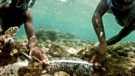 Rotational harvest can save sea cucumber from extinction