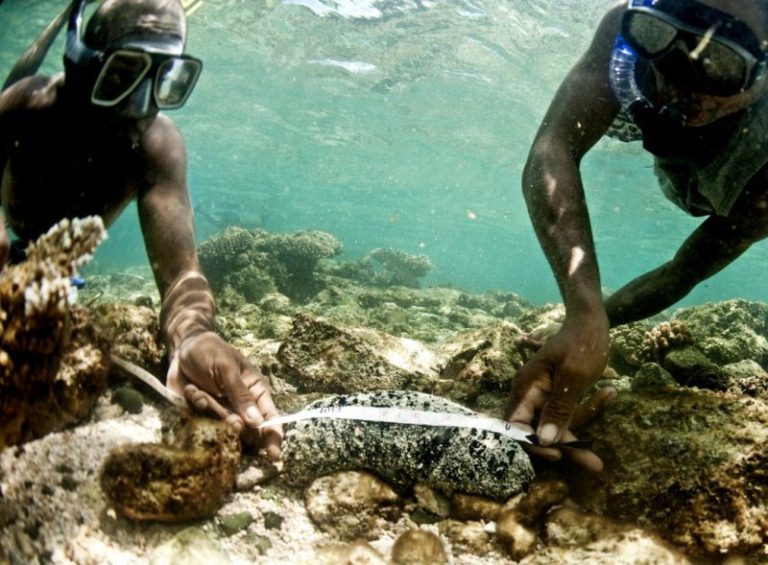 Snorkellers measure a sea cucumber