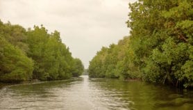 Sri Lankan mangroves respond to conservation plan