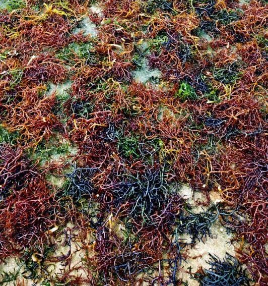 Maine seaweed