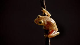 Bacterial mix could halt frog-killing fungus