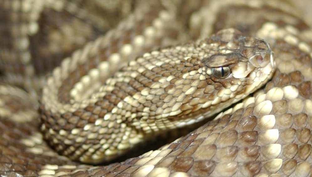 Snake - Neotropical rattlesnake