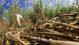 Sugarcane ethanol benefits mapped out for Latin America
