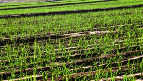 Sugarcane ethanol: Brazil’s biofuel success