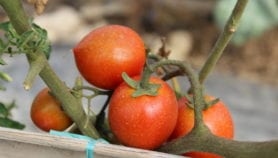 Reviving Nepal with hybrid tomatoes