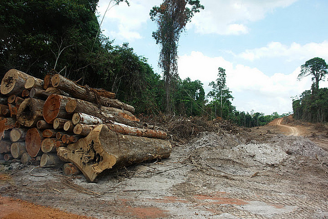 troncos Movimiento Xingu Vivo para sempre