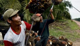 Fungus fermentation turns palm waste into fodder