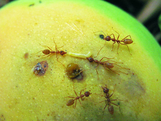 Weaver Ants.jpg