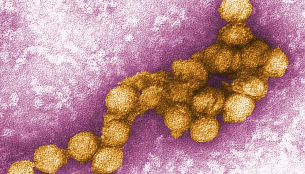 West Nile Virus-main