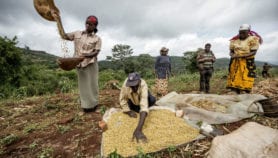 Soybean farmers in east and southern Africa get a boost