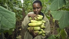 Make farming a rewarding career for Africa’s youth