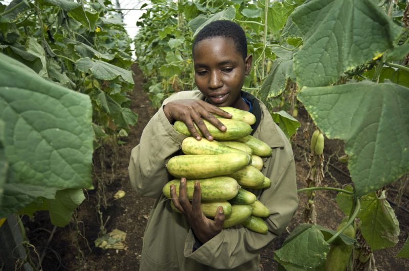 Woman harvesting cucumbers