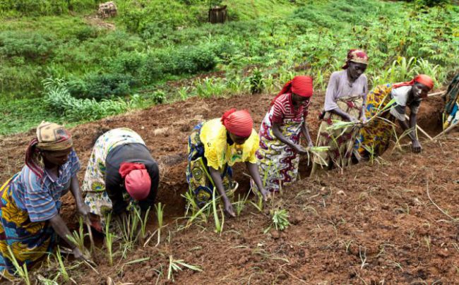 Women working on farmland