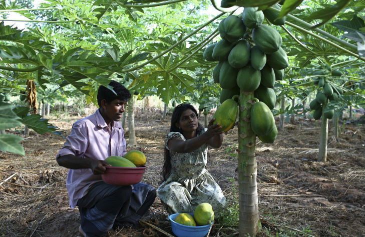 work in their papaya field