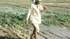 Improved irrigation backed to halve food gap