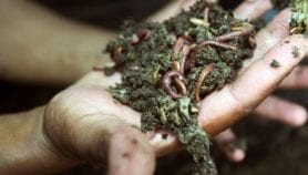 Earthworms helping smallholders increase crop yields