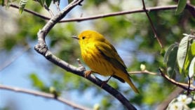 Small birds save big money for Costa Rica’s farmers