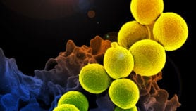Antimicrobial resistance: a global crisis
