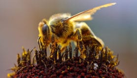 Bees boost Brazil’s forest restoration, scientists say