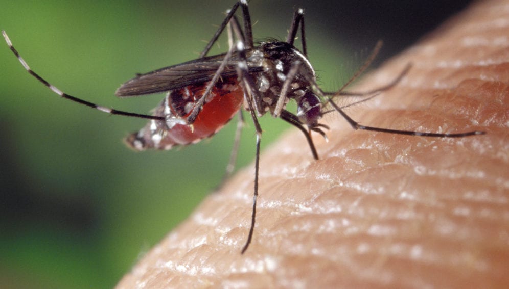 Aedes albopictus mosquito
