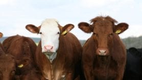Traits that could boost livestock productivity found