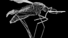 New malaria mosquito threatens mass outbreaks in Africa