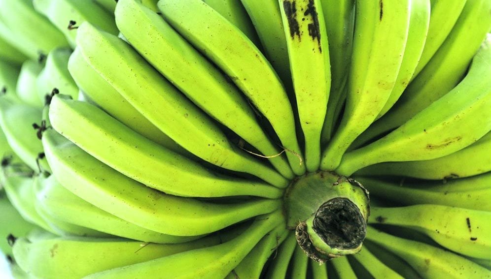 Banana Tumaini - Main