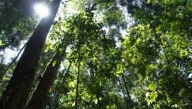 Two-thirds of tropical forests ‘under threat in next decade’